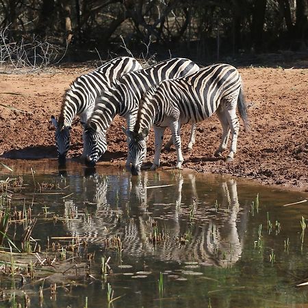 Bushbaby Lodge & Camping Hluhluwe Buitenkant foto