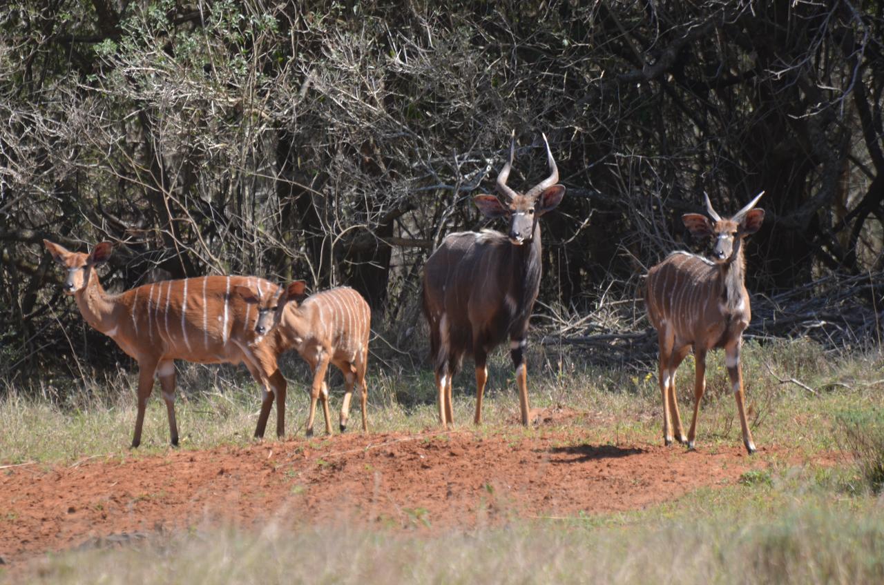 Bushbaby Lodge & Camping Hluhluwe Buitenkant foto