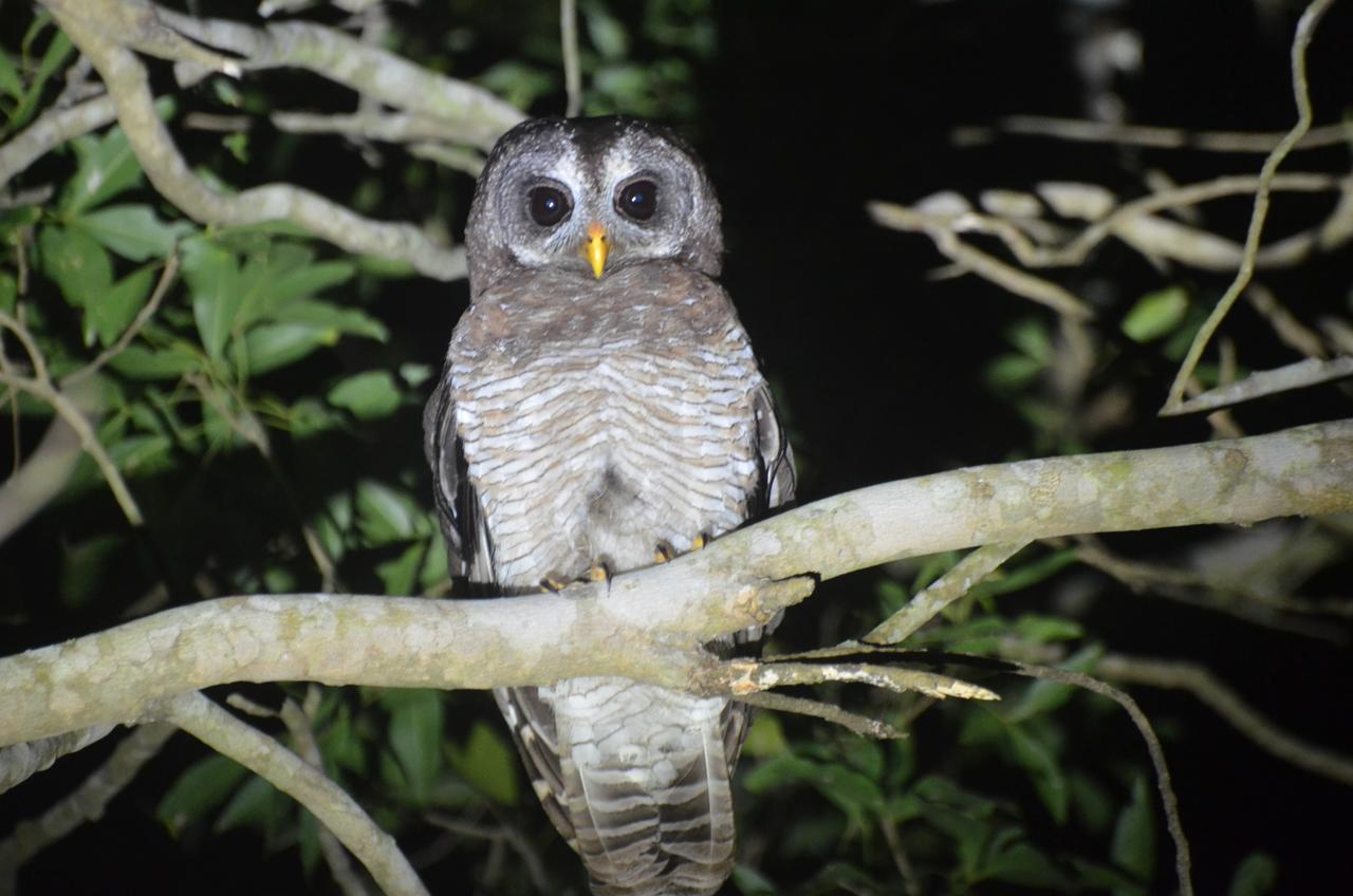 Bushbaby Lodge & Camping Hluhluwe Buitenkant foto