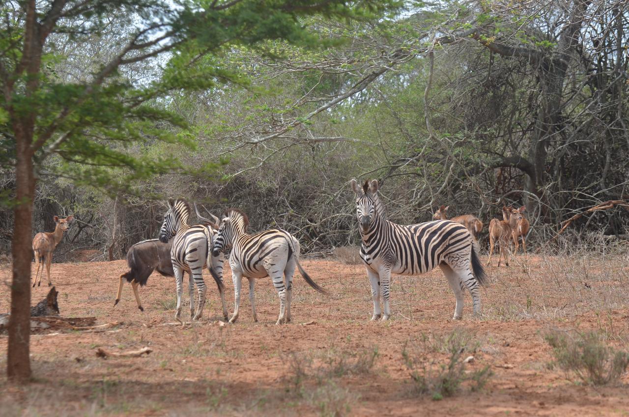 Bushbaby Lodge & Camping Hluhluwe Buitenkant foto
