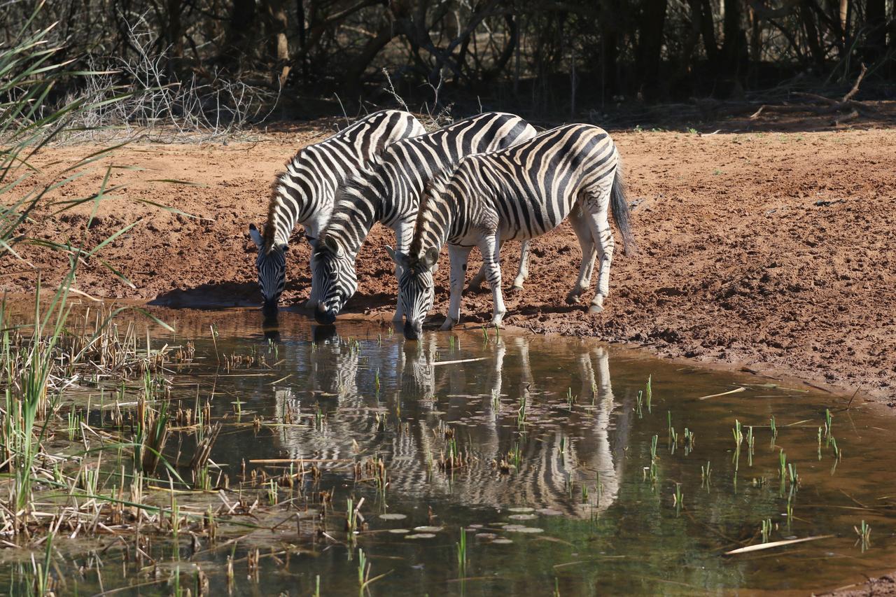 Bushbaby Lodge & Camping Hluhluwe Buitenkant foto